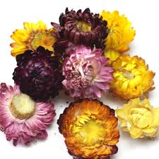 Dried flowers for soap making uk. Dried Flowers Artisan Dried Flower Kit Candle Making Soap Making Diy Soap Natural Flowers Aaa Food Grade Lemon Lavender Roseleaf Pink Rose Red Rose Jasmine Rose Petal 12bags With Clip Cloth Bag Buy Online In India At Desertcart 55368597