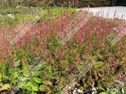 Image result for Persicaria