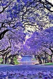 Check spelling or type a new query. Jacarandas Grafton Nsw Australia Jacaranda Tree Beautiful Landscapes Beautiful Places