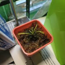 Image result for Drosera burkeana