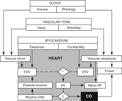 Image result for Cardiac Output