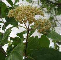 Image result for Crossopteryx