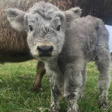 This feature makes the highland cows ideally suited to harsh weather conditions in scottland where heavy rains and strong winds are frequent. 20 Adorable Photos Of Fuzzy Highland Cattle Calves