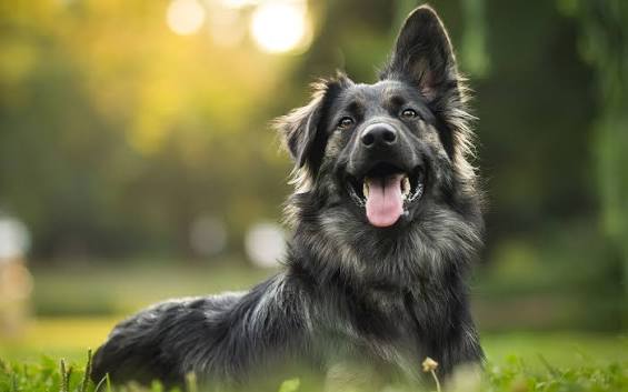 Dog