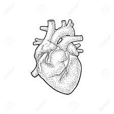 Anatomy lesson (4.54) the body count rises. Human Anatomy Heart Vector Black Vintage Engraving Illustration Isolated On A White Background Hand Drawn Design Element For Label Poster Web Poster Info Graphic Royalty Free Cliparts Vectors And Stock Illustration Image