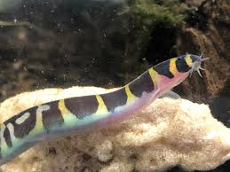 New tankmates for my betta fish. This Is My Kuhli Loach Also Sorry About The Debris I Just Cleaned The Tank And Everything Is Settling Aquariums