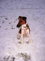 Image result for foxteriér hladkosrstý