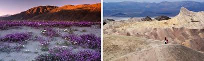 It is followed by a parade of perennials over the summer and fall and into the. This Season Skip Flowerless Death Valley For Blooming Anza Borrego Desert State Park Gay Desert Guide Palm Springs