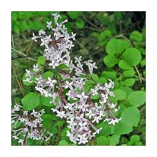 Image result for Syringa meyeri ´Palibin