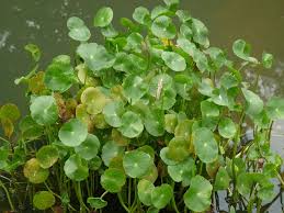Image result for Hydrocotyle