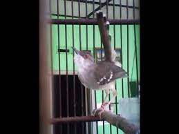 Suara ciblek kristal terbaru gratis dan mudah dinikmati. Ciblek Kristal Fighter Youtube