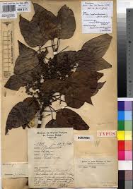 Image result for Macaranga capensis