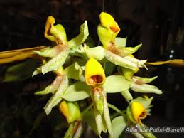 Image result for Orthochilus ruwenzoriensis