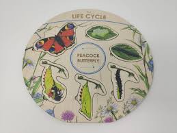 Maybe you would like to learn more about one of these? Hoopoe Toys Wooden Butterfly Life Cycle Tinker Tray Play