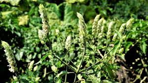 Image result for Justicia betonica