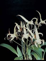 Image result for Rhabdophyllum