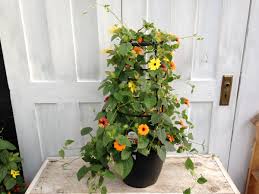 Image result for Thunbergia mildbraediana