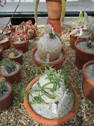 Image result for Ipomoea bolusiana