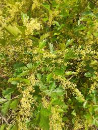 Image result for Searsia dentata