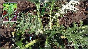 الخرشوف الصورة زراعة وخصائص مفيدة موقع عن حديقة سكن صيفي ونباتات منزلية