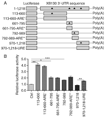 A URE in XB130 3-UTR inhibits luciferase activity. (A) Overview of the...  | Download Scientific Diagram