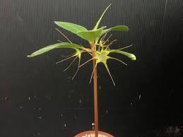 Image result for Dorstenia cuspidata