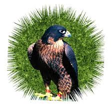 We help the world see, look and feel better. El Alcon Home Facebook