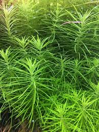 Image result for Pogostemon rogersii