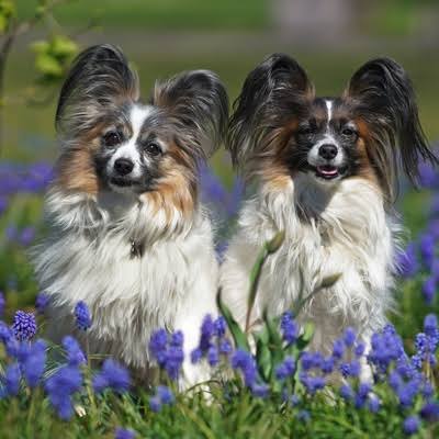 Everything about the Papillon Dog: health, education, costs