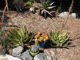 Image result for Aloe spicata