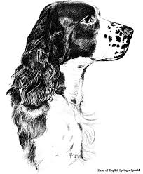 Black And White English Springer Spaniel Hunting Welcome To Dover Publications Spaniel Art Springer Dog Dog Illustration