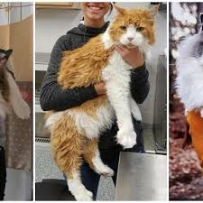 From the biggest to the smallest, there are 38 cat species found worldwide. The 12 Largest Cat Breeds With Photos