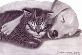 Dibujo Hiperrealista Perro Gato Una Amista Buy Contemporary Drawings 20th Century At Todocoleccion 52692076 Para esos ninos que disfrutan jugando con los gatos hemos preparado una galeria de dibujos para colorear de gatos para que se lo pasen aun. dibujo hiperrealista perro gato una amistad posible lapiz de d navascues vea la serie