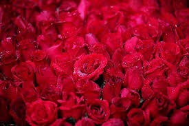 Translate flowers for the dead. Top 10 Flowers Songs