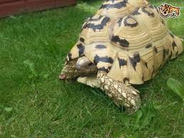 Stunning Blonde Leopard Tortoise For Sale With Viv Wakefield West Yorkshire Pets4homes Leopard Tortoise Galapagos Tortoise Tortoise Turtle