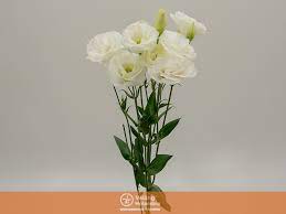 Lisianthus Branco 060 Cm Min 500 Gramas Garden Flower