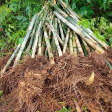 Image result for Bambusa balcooa