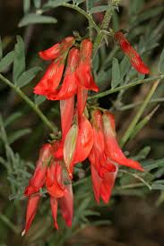 Image result for Lessertia pauciflora