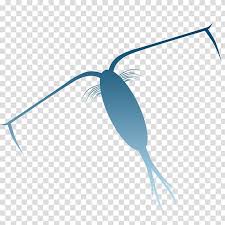 Zooplankton Phytoplankton Keren Fc Plankton Transparent Background Png Clipart Hiclipart Plankton is the first link in the marine food chain; zooplankton phytoplankton keren fc