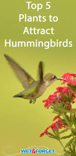8 Plants That Attract Butterflies And Hummingbirds Plants That Attract Butterflies Hummingbird Plants How To Attract Hummingbirds
