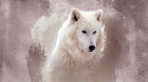 We offer an extraordinary number of hd images that will instantly freshen up your smartphone or computer. Free Download The Wolf Wallpapers Hd Wallpapers 1920x1080 For Your Desktop Mobile Tablet Explore 42 White Wolf Hd Wallpaper Black Wolf Wallpaper Images Of Wolves For Wallpapers