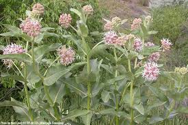 Showy Milkweed Asclepias Speciosa Prairie Nursery Asclepias Milkweed Seeds Milkweed