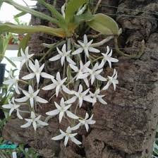 Image result for Mystacidium