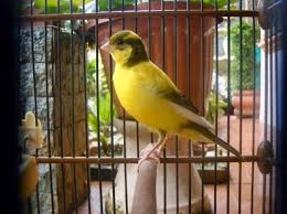 Mulai dari suara yang merdu sampai dengan tubuhnya yang kecil. 9 Kenari Dengan Warna Cantik Dan Suara Merdu Cocok Untuk Lomba Dan Dipelihara Hobi Burung