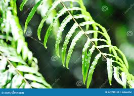 Image result for Lomariopsidaceae