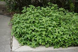 Image result for Platostoma