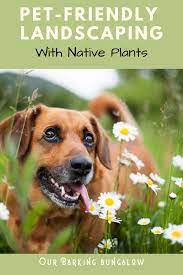 Pet Friendly Lanscaping With Native Plants Brown Dog Names Pet Friendly Backyard Dog Friendly Backyard