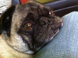 Jed is a guard dog who does his job faithfully which. Pets For Adoption At Pug Rescue Of New England In Pelham Ma Petfinder