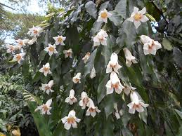 Image result for Rothmannia manganjae