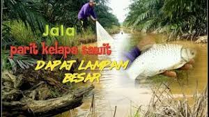 Check spelling or type a new query. Ratusan Kilo Ikan Baung Tapah Babon Panen Ikan Di Sungai Kahayan Kalteng